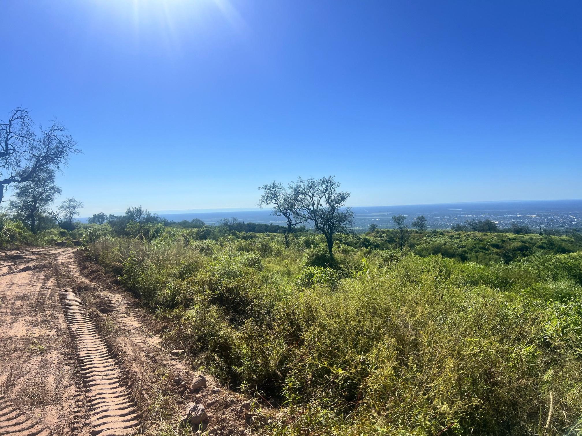 Vegetación del predio bajo el sol, junto a uno de sus caminos de tierra.